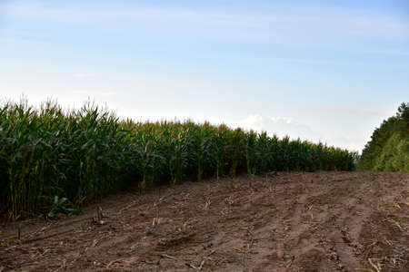 Young corn plants in a field. Maize or sweetcorn plants background. Cornfield texture. Agricultural...