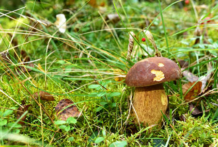 White mushroom in the forest against the background of green vegetation. Awesome boletus grows in...