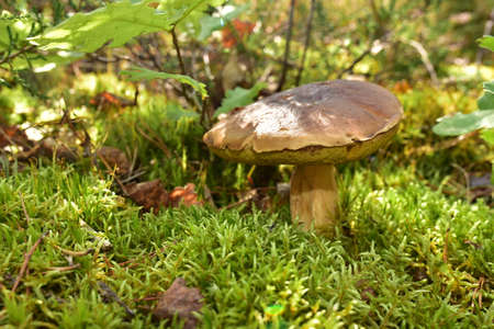 White mushroom in the forest against the background of green vegetation. Awesome boletus grows in...