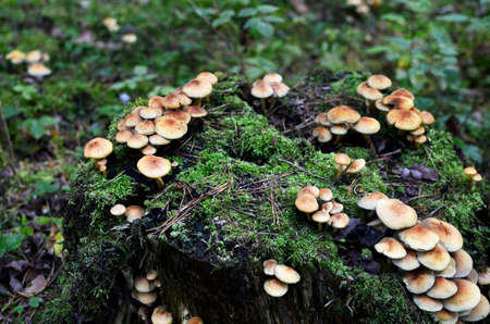 Many dangerous inedible mushrooms grow on a tree stump in a forest. Poisonous mushrooms, hazardous...