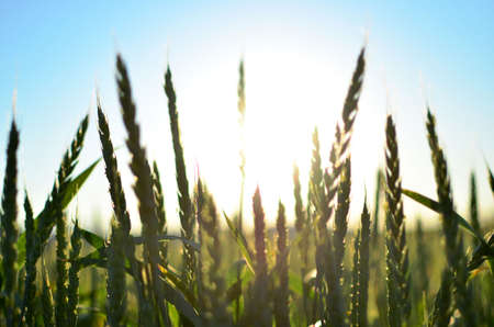 View on of young green wheat crop on the sunset. Farm, production of flour, bread and bakery...