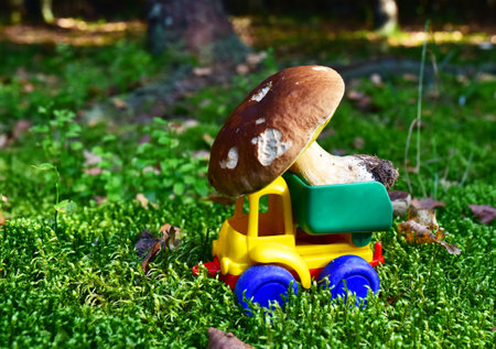 Funny toy truck transports a natural Porcini Cep White Mushroom in the forest against a background of green moss and trees. Children playing a game. Mushrooming harvesting season in wildlifeの写真素材