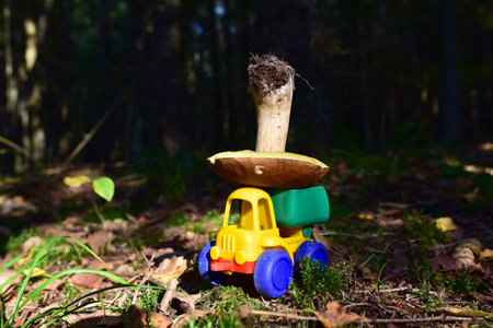 Funny toy truck transports a natural Porcini Cep White Mushroom in the forest against a background...