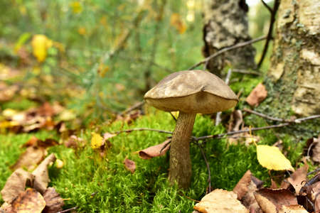 Birch bolete. Edible brown cap boletus among the grass and moss in autumn forest. Awesome fungus...