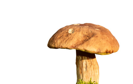 White mushroom isolated white background. Big boletus grows in the wildlife against the background of green moss. Porcini bolete mushrooms. Season for picked gourmet mushroomingの写真素材