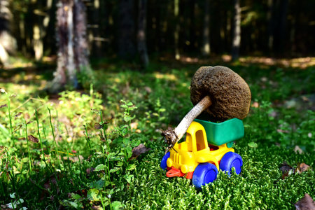 Funny toy truck transports a natural birch bolete mushroom in the forest against a background of...