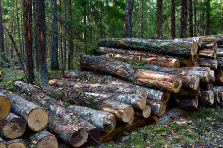 Piled pine tree logs in forest. Stacks of cut wood. Out of focus, possible granularity, motion blur