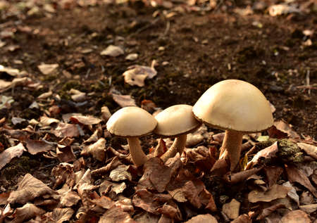 Edible brown cap boletus among the grass and moss in autumn forest. Awesome fungus Aspen Mushroom against the background of green vegetation. Rough-stemmed bolete grows in in wildlife. Birch boleteの写真素材