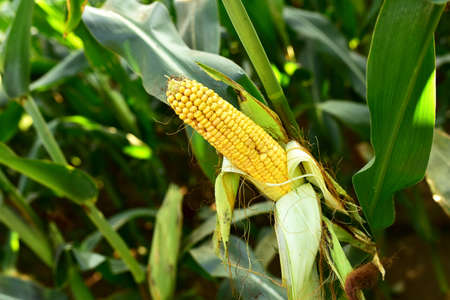 Yellow corn on a background of green bushes in the field. Farming concept. Growing vegetables and...
