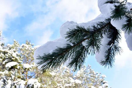 Pine branches with green needles in the snow after heavy snowfall. Winter landscape on snow-covered...