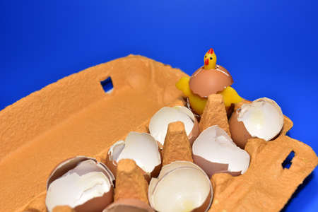 Chicken in a hen's egg among the broken empty eggs in a paperboard on blue background. Broken egg...
