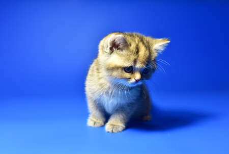 Small kitten of the British chinchilla breed on blue background. Little cat. The cat (Felis catus) is a domestic species of small carnivorous mammal. Domesticated species in family Felidae domestic catsの写真素材