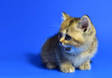 Small kitten of the British chinchilla breed on white background. Little baby cat lick. Babycat with with open mouth sticking out tongue licks. Family cats and domestic kittens conceptの写真素材