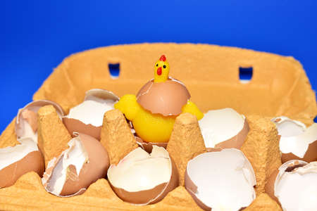 Chicken in a hen's egg among the broken empty eggs in a paperboard on blue background. Broken egg...
