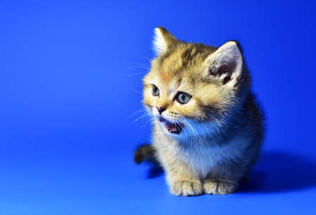Small kitten of the British chinchilla breed on white background. Little baby cat lick. Babycat with with open mouth sticking out tongue licks. Family cats and domestic kittens conceptの写真素材