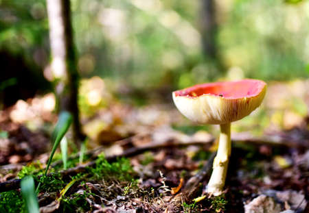Red mushroom amanita toxic, also called panther cap. False blusher amanita mushroom in the forest...