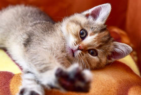 Small kitten of the British chinchilla breed. Little baby cat playing. Family cats and domestic kittens concept. Babycatの写真素材