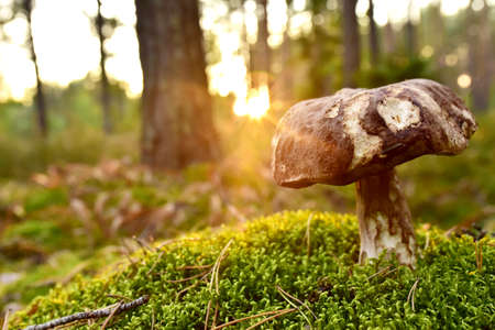 Porcini Cep White Mushroom King Boletus Pinophilus. Fungal Mycelium in moss in a forest. Big bolete mushrooms in wildlife in of sunbeams. Mushrooming harvesting season. Fungi plantsの写真素材