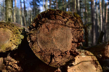 Wooden structure. Cross sectional cut end of log showing the pattern and texture created by the growth rings. Section through trunk of the wood. Annual ring on a sawn through tree.の写真素材