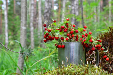 Wild strawberry in the forest. Bouquet of fresh wild strawberries on a background of green leaves and trees in the wildlife. Sweet and healthy red wild berry.の写真素材