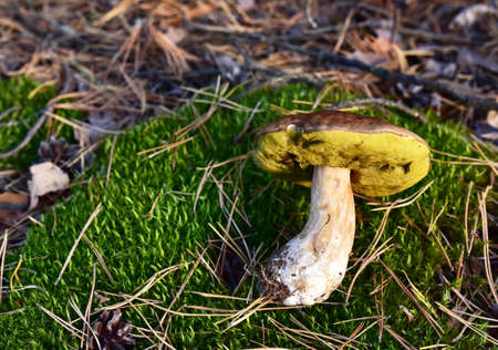 A large boletus mushroom lies on the grass during the mushroom picking season in the forestの写真素材