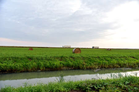 View of a field with hay in rolls against the background of trucks with semi-trailer driving along...