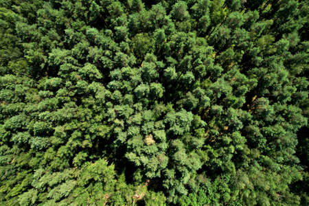 View of the pine forest. Green branches of fir trees and pines in a wild forest aerial view. Fresh...