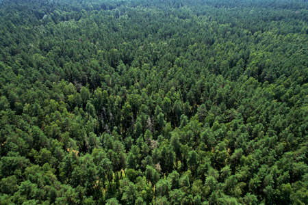 View of the pine forest. Green branches of fir trees and pines in a wild forest aerial view. Fresh...