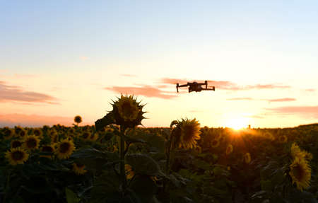 Drone in flight against the background of sunset over a field of sunflowers. Harvesting Sunflower Seeds in agriculture. Copter for photography and video recording.の写真素材