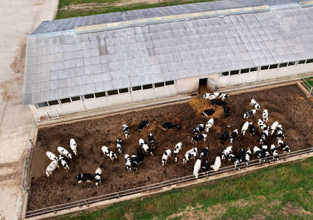 Top view of the farm with cows and pigs in the village. Production of milk and Animal husbandry concept. Cow Dairy, top view. Farm animals and Agronomy. The farm for cattle. Cowsheds in the fieldの写真素材