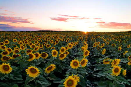Sunflowers field on sunset. Harvesting Sunflower Seeds in agriculture. Huge yellow flowers on summer...