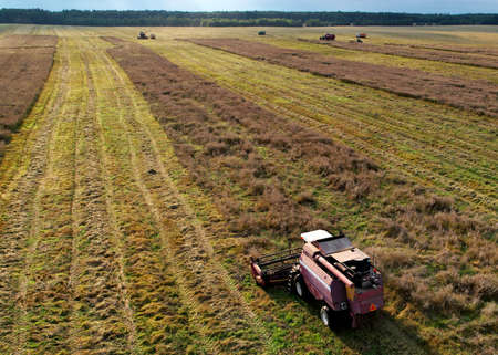 Combine harvester working in rapeseed field. Harvesting machine during cutting crop in a farmland. Combines at rapeseed harvesting. Agricultural landscape concept. Oil crop in market in the world.の写真素材