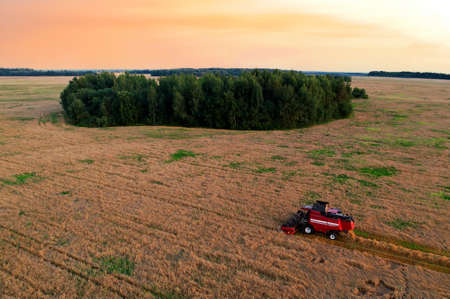 Combine harvester working in wheat field. Harvesting machine during cutting crop in a farmland. Combines during grain harvesting. Flour and bread production. Grain market in the world.の写真素材