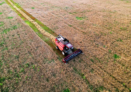 Combine harvester working in wheat field. Top view of the harvesting machine during cutting crop in...