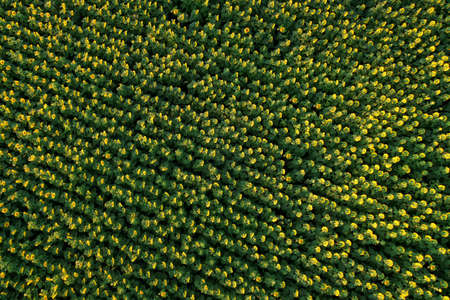 Sunflowers field background. Harvesting Sunflower Seeds in agriculture. Aerial view of the yellow flowers on summer sun is harvesting sunflower seeds in autumn harvest season.の写真素材