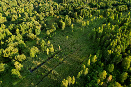 Swamp with trees in the forest. The concept of ecology and environmental protection. Scene riverine swamps. Forest swamp with fallen trees, moss, grass in wild. Wetland backgroundの写真素材