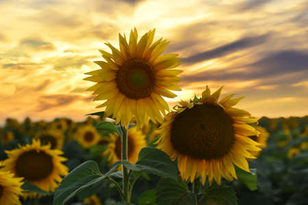 Sunflowers field on sunset. Harvesting Sunflower Seeds in agriculture. Huge yellow flowers on summer sun is harvesting sunflower seeds in autumn harvest season. Gardening and farming concept.の写真素材