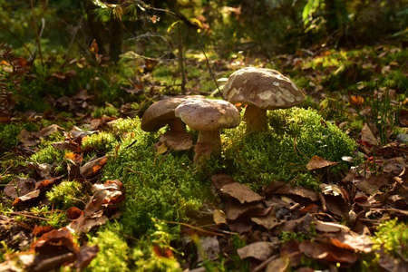 King Pine Bolete in moss at forest. White Mushroom Fungal Mycelium in wildlife. Edible Big Boletus mushrooms at woodland. Single bolete mushroom. Porcini Cep mushrooming season.の写真素材