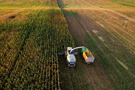 Forage harvester on maize cutting for silage in field. Harvesting biomass crop. Self-propelled Harvester for agriculture. Tractor work on corn harvest season. Farm equipment and farming machine.の写真素材