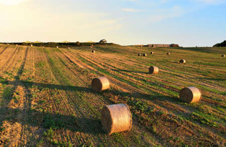 Haystack on field on sunset sky. Hay bale from residues grass. Hay stack for agriculture. Hay in...
