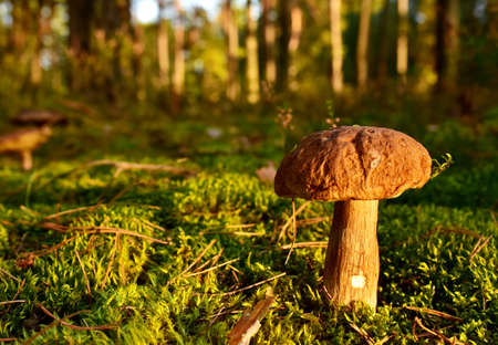 King Pine Bolete in moss at forest. White Mushroom Fungal Mycelium in wildlife. Edible Big Boletus mushrooms at woodland. Single bolete mushroom. Porcini Cep mushrooming season.の写真素材