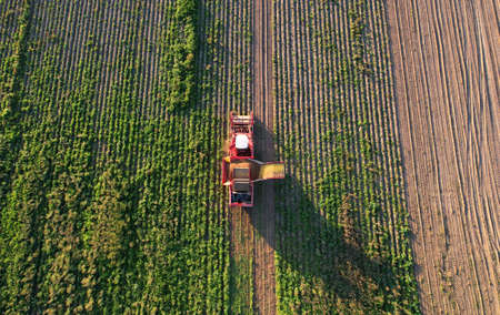 Aerial view of the Potato Harvester at Seasonal harvesting of potatoes from field. Agricultural...