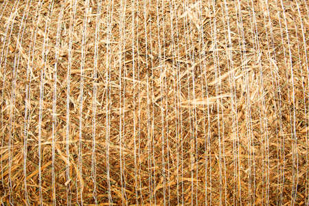 Hay background, texture. Hay storage in field. Haystacks prepared for farm animal feed in winter. Stacks dry hay open air field storage. Store hay correctly after wet weather. Straw bale harvesting.の写真素材