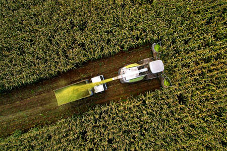 Forage harvester on maize cutting for silage in field. Harvesting biomass crop. Self-propelled...