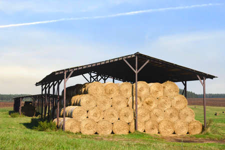 Hay storage barn in field near farm. Haystacks prepared for animal feed in winter. Stacks dry hay in hangar storage. Store hay correctly after wet weather. Straw bale wall after harvesting.の写真素材