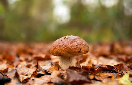 Brown cap boletus in autumn leaves at forest. Birch bolete mushroom in wildlife. Porcini Cep mushrooming. Mushrooms season concept.の写真素材