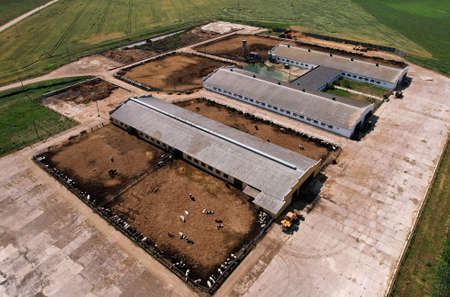 Top view of the farm with cows and pigs in the village. Production of milk and Animal husbandry concept. Cow Dairy, top view. Farm animals and Agronomy. The farm for cattle. Cowsheds in the fieldの写真素材