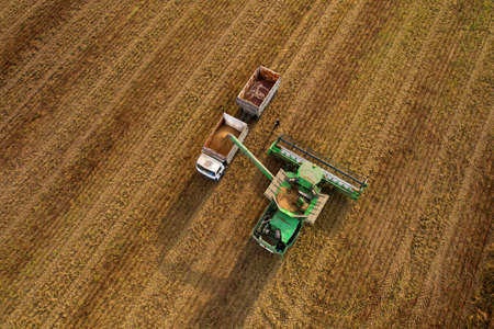 Combine harvester working on harvesting rapeseed, aerial view. Farm Harvest season in rural....