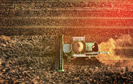 Combine harvester working on harvesting rapeseed. Farm Harvest season in rural. Harvester for agriculture work. Harvesting oil seed rape (canola) in a field. Cutting crop in a farmland. Grain market.の写真素材