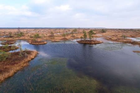 Swamp Yelnya in autumn landscape. Wild mire of Belarus. East European swamps and Peat Bogs....